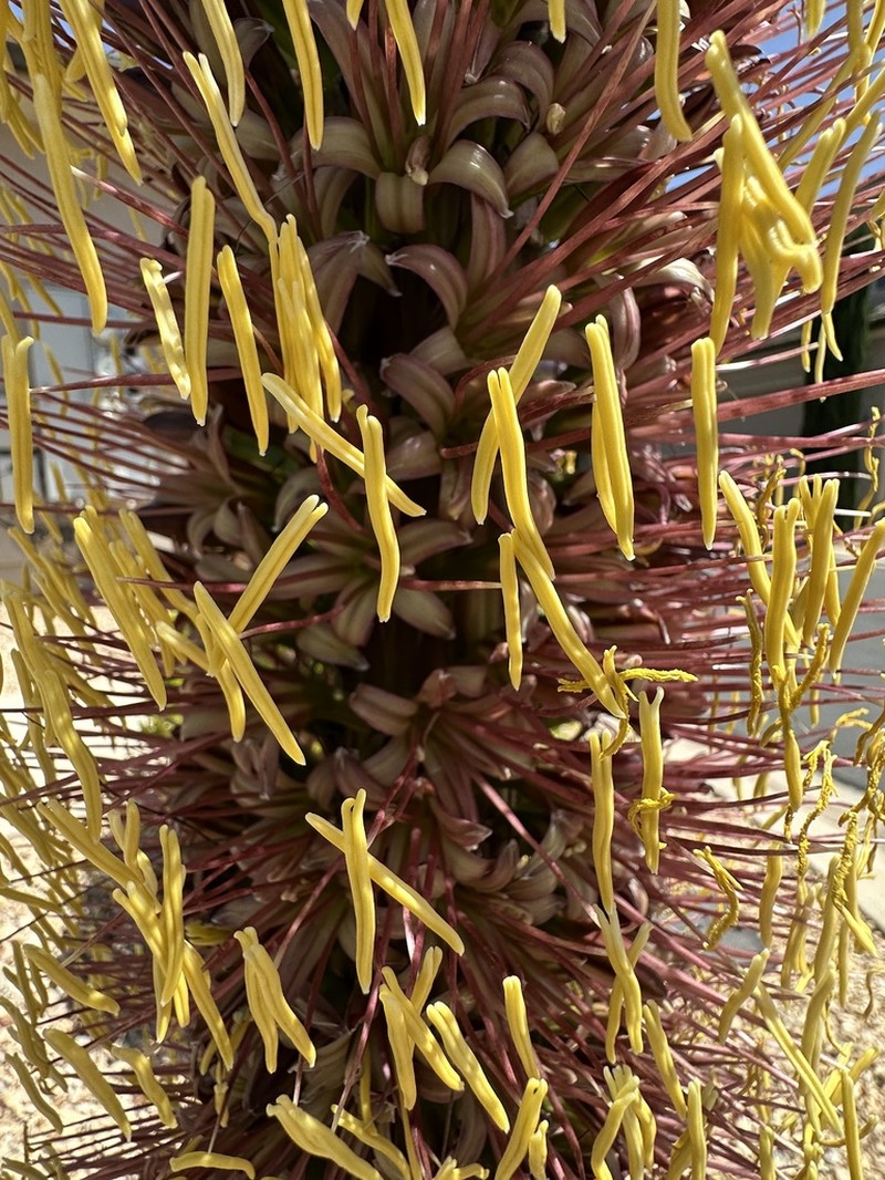 Agave geminiflora photo 5