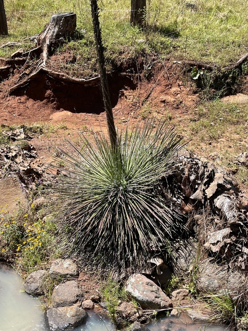 Agave geminiflora photo 6
