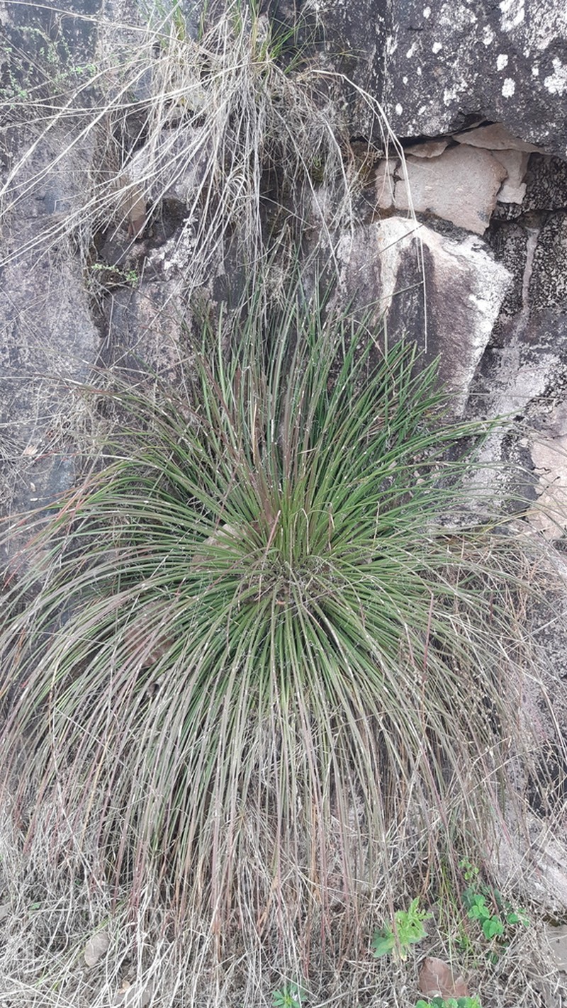 Agave geminiflora photo 7