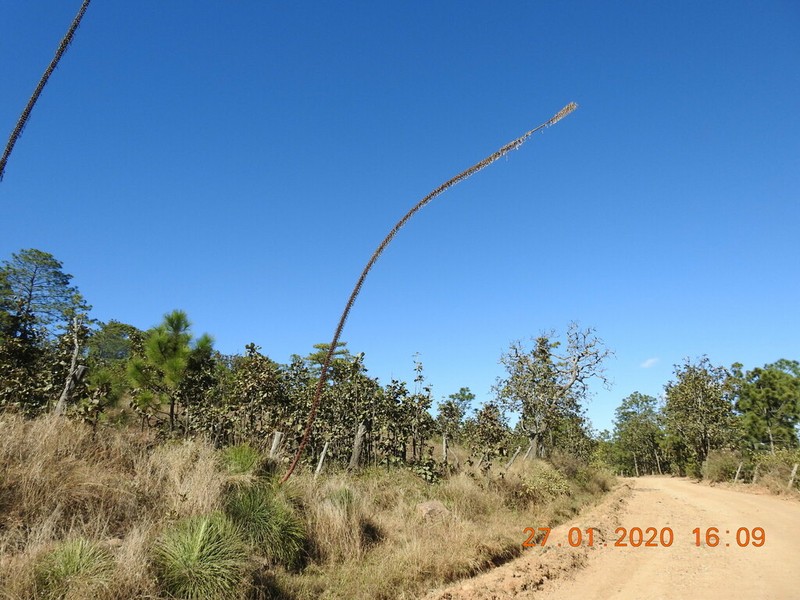Agave geminiflora photo 8