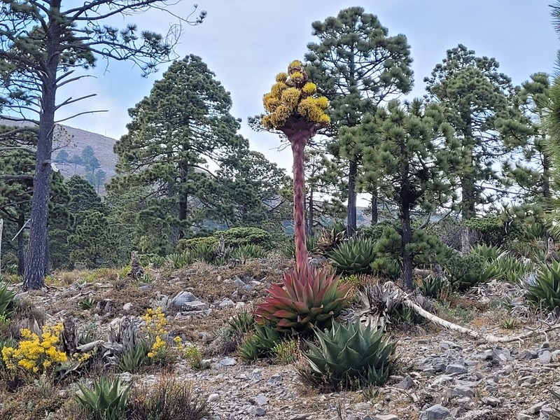 Agave gentryi
