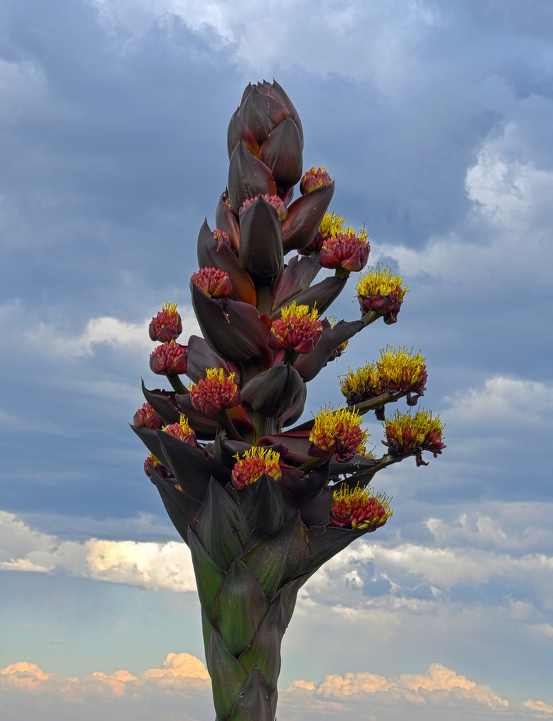 Agave gentryi photo 2