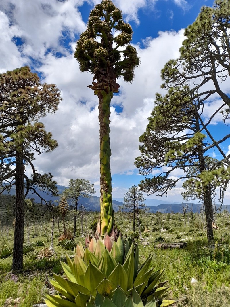 Agave gentryi photo 3