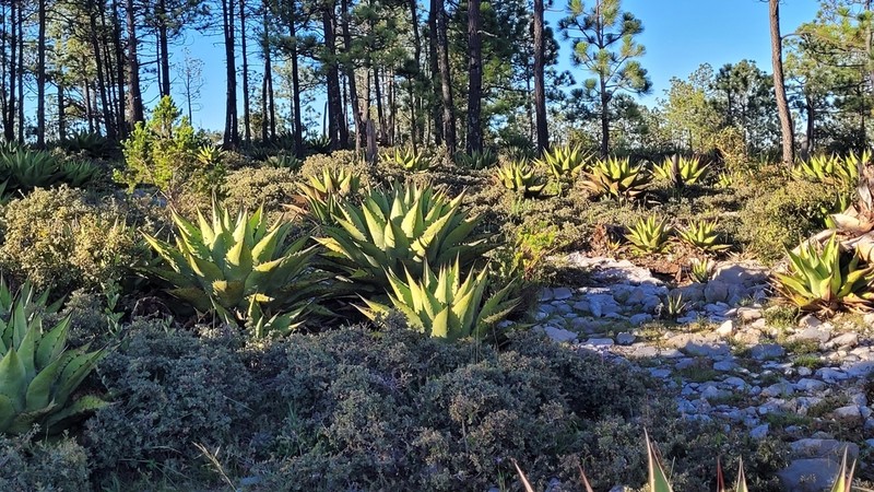 Agave gentryi photo 4