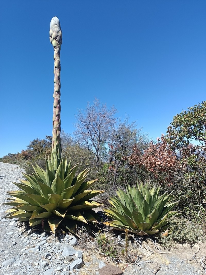 Agave gentryi photo 5
