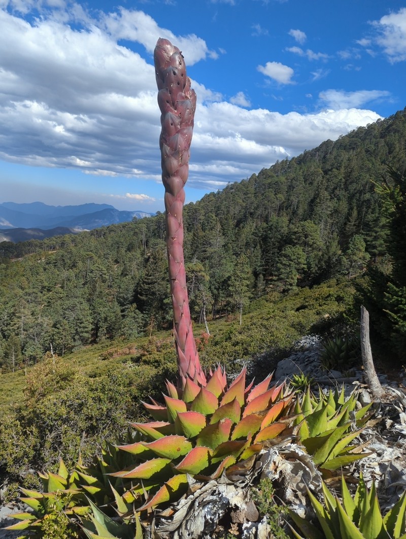 Agave gentryi photo 6