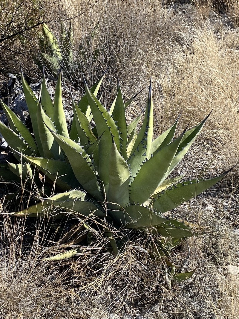 Agave gentryi photo 7