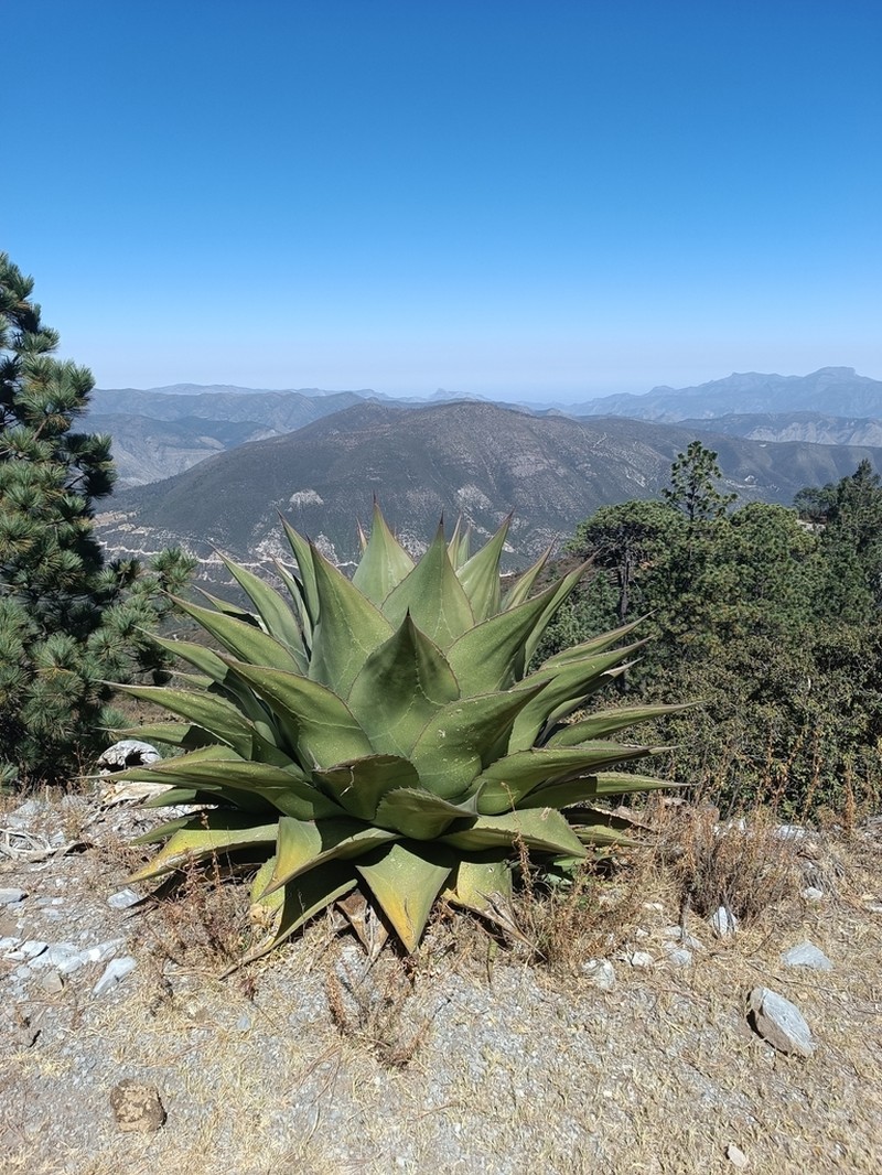 Agave gentryi photo 8