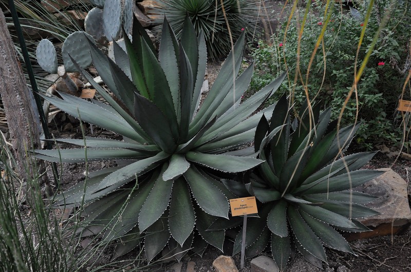 Agave ghiesbreghtii