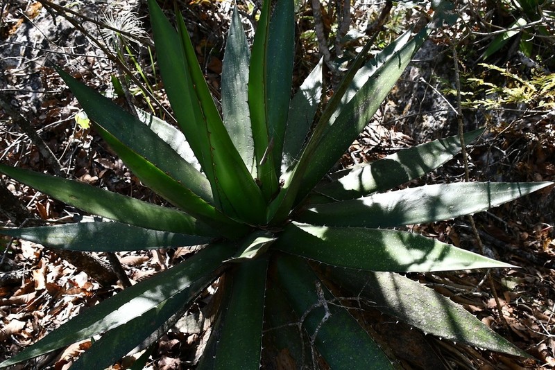 Agave ghiesbreghtii photo 2