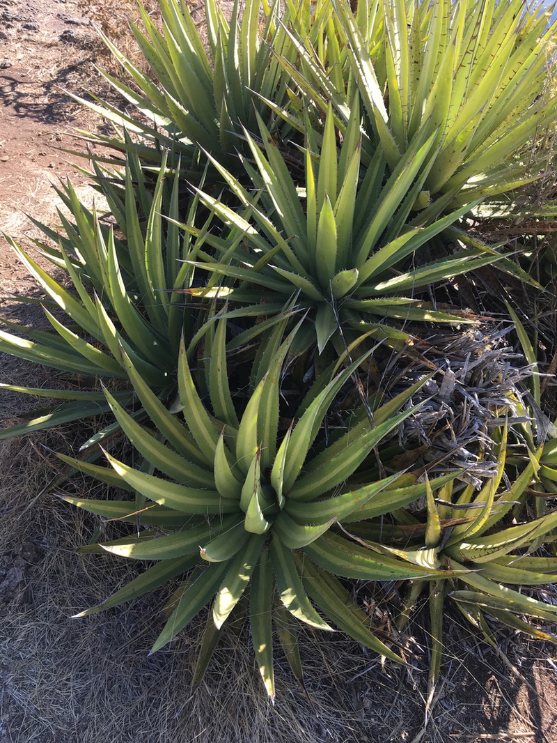 Agave ghiesbreghtii photo 3