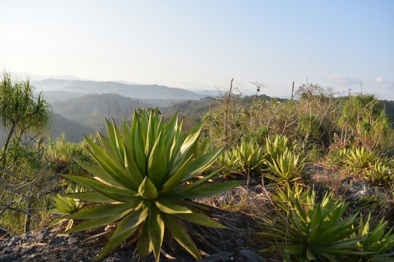 Agave ghiesbreghtii photo 4