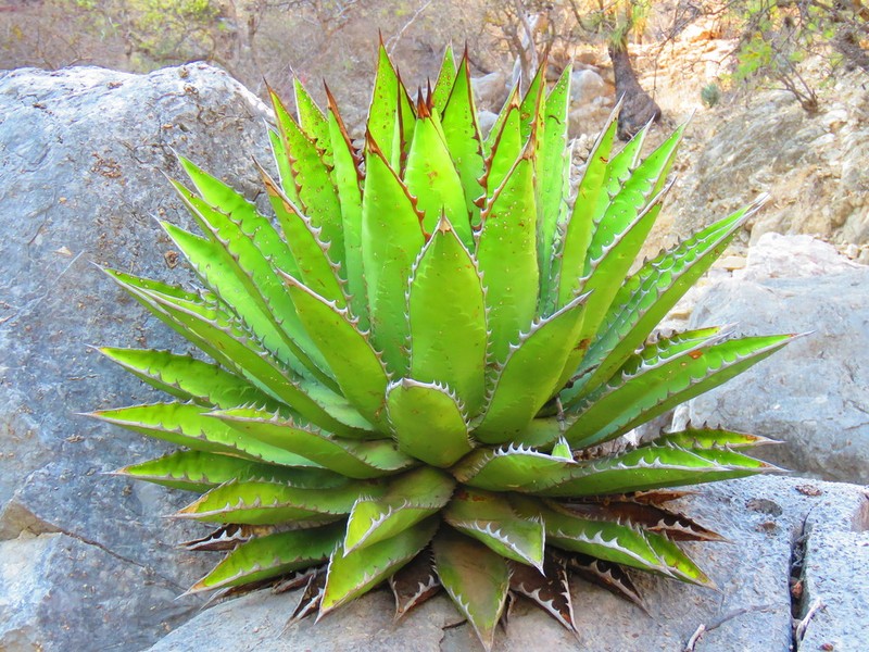 Agave ghiesbreghtii photo 5