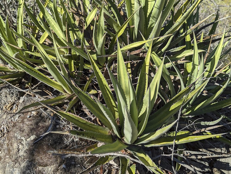 Agave ghiesbreghtii photo 6