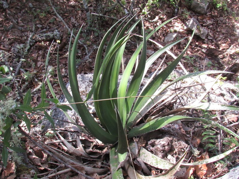 Agave ghiesbreghtii photo 7