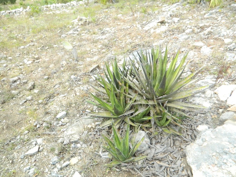 Agave ghiesbreghtii photo 8