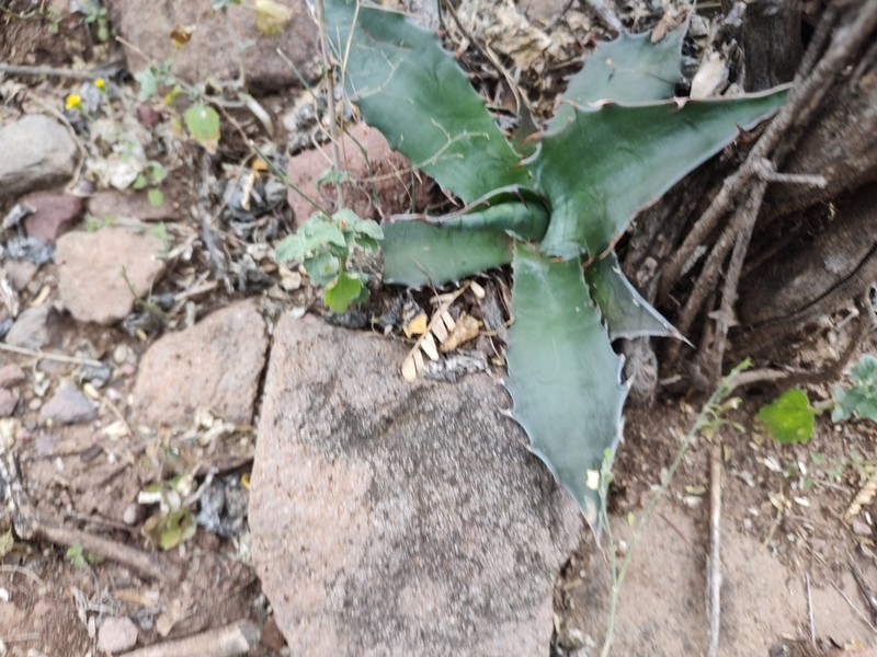 Agave gigantensis photo 2