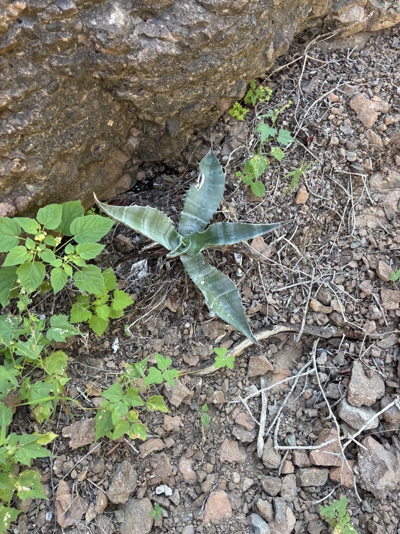 Agave gigantensis photo 3