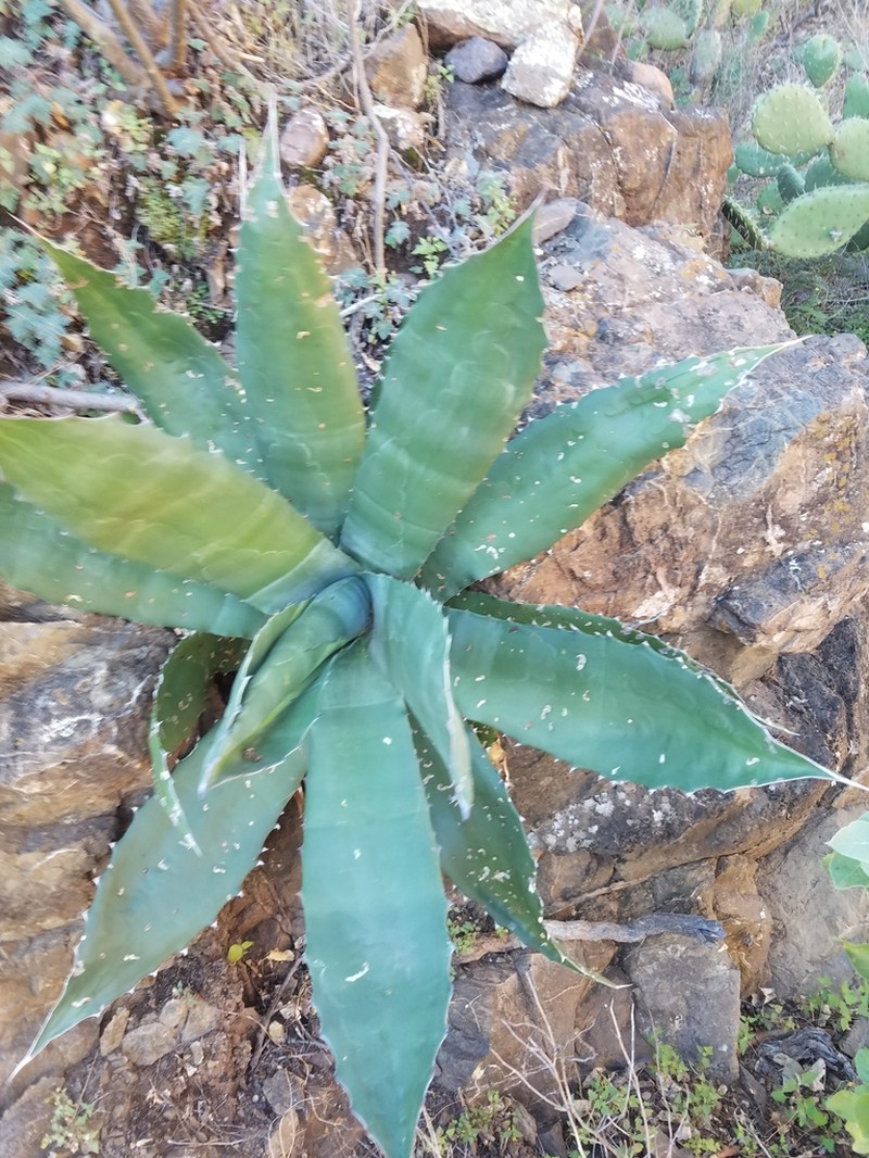 Agave gigantensis photo 4