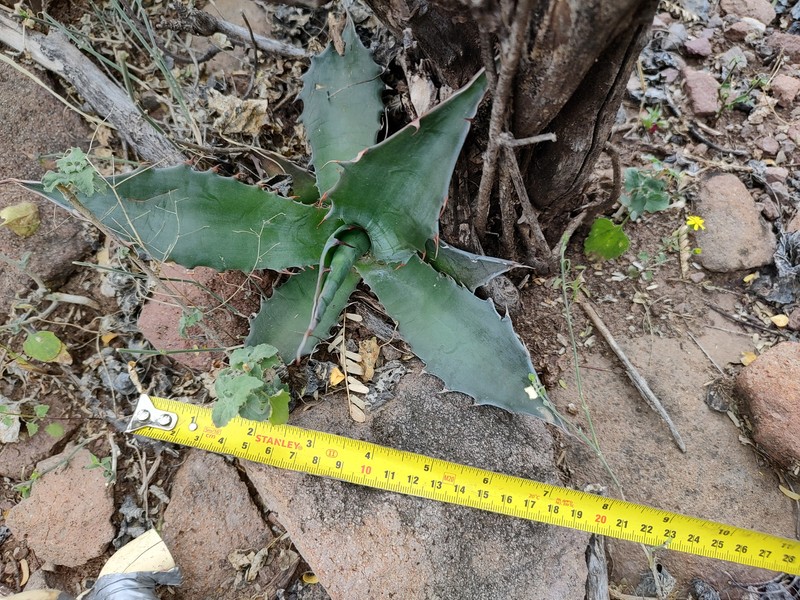 Agave gigantensis photo 6