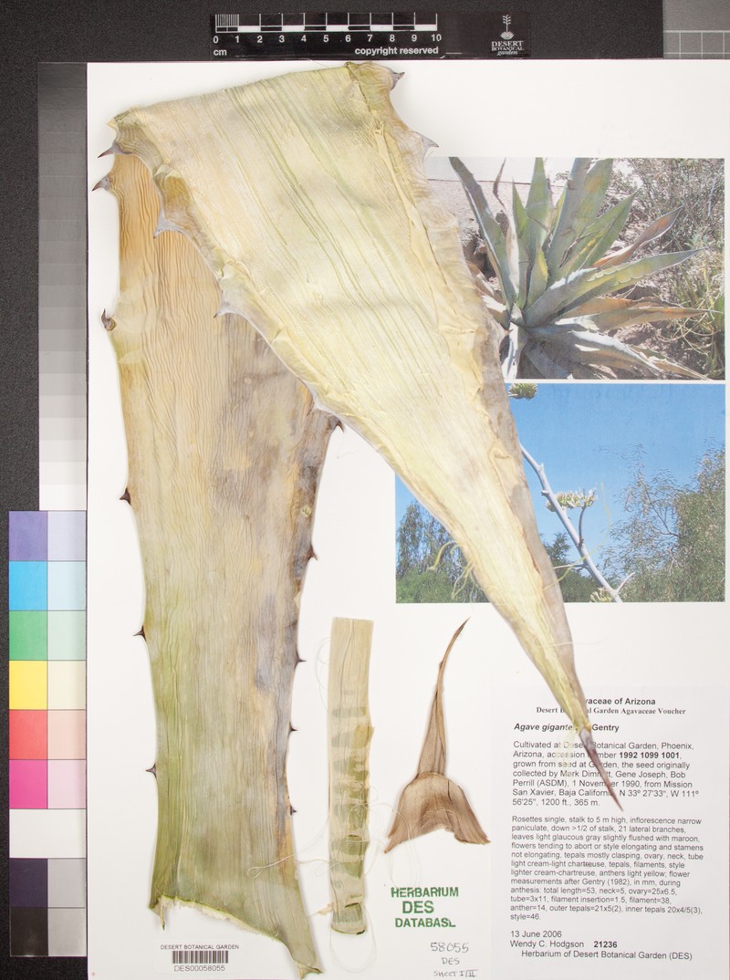 Agave gigantensis photo 7