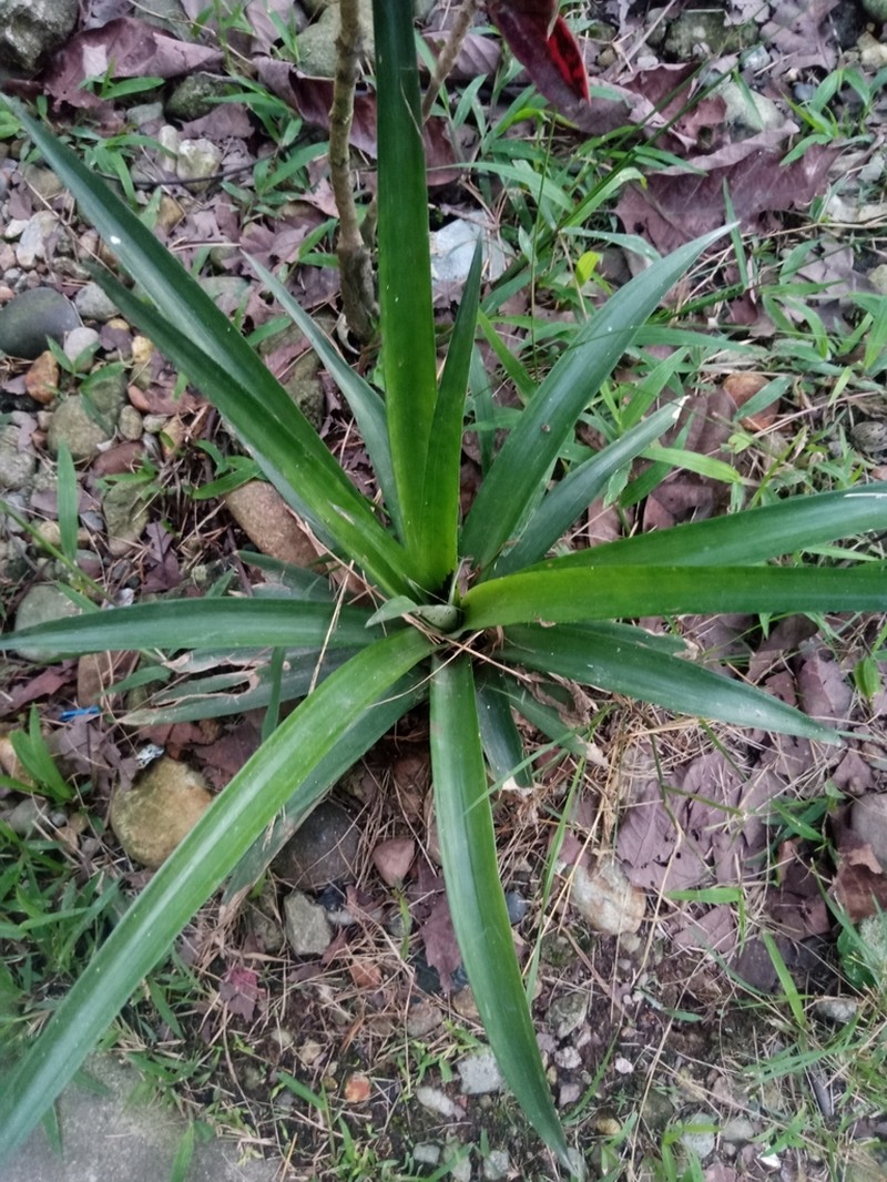 Agave gomezpompae