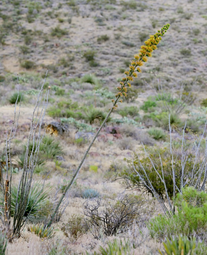 Slimfoot Century Plant photo 2