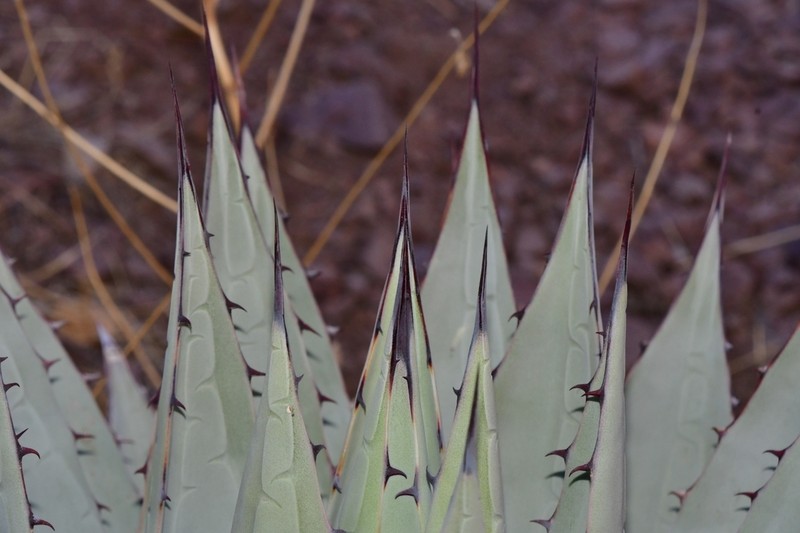 Slimfoot Century Plant photo 3