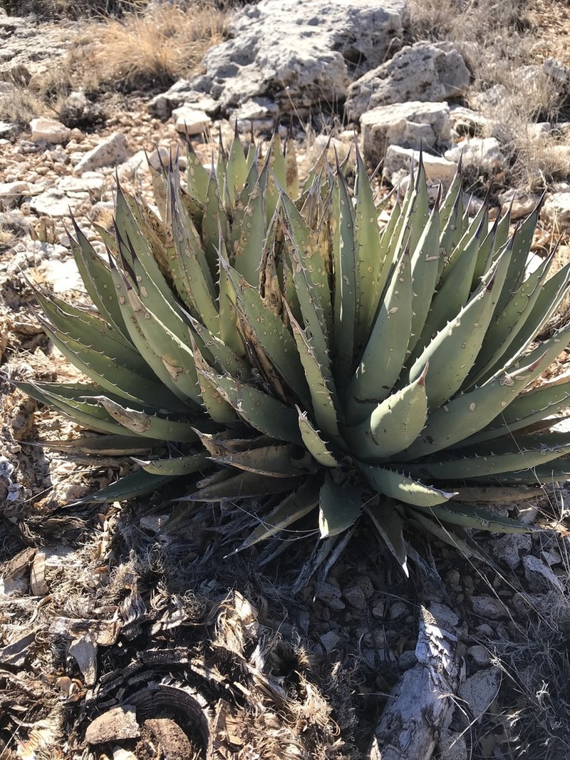 Slimfoot Century Plant photo 4