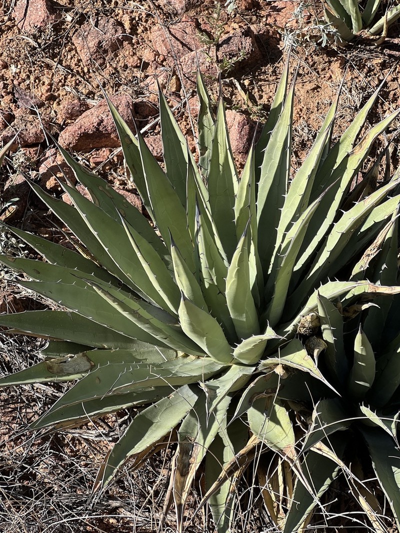 Slimfoot Century Plant photo 5