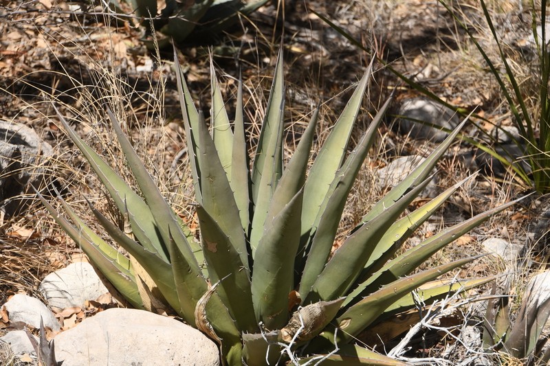 Slimfoot Century Plant photo 6