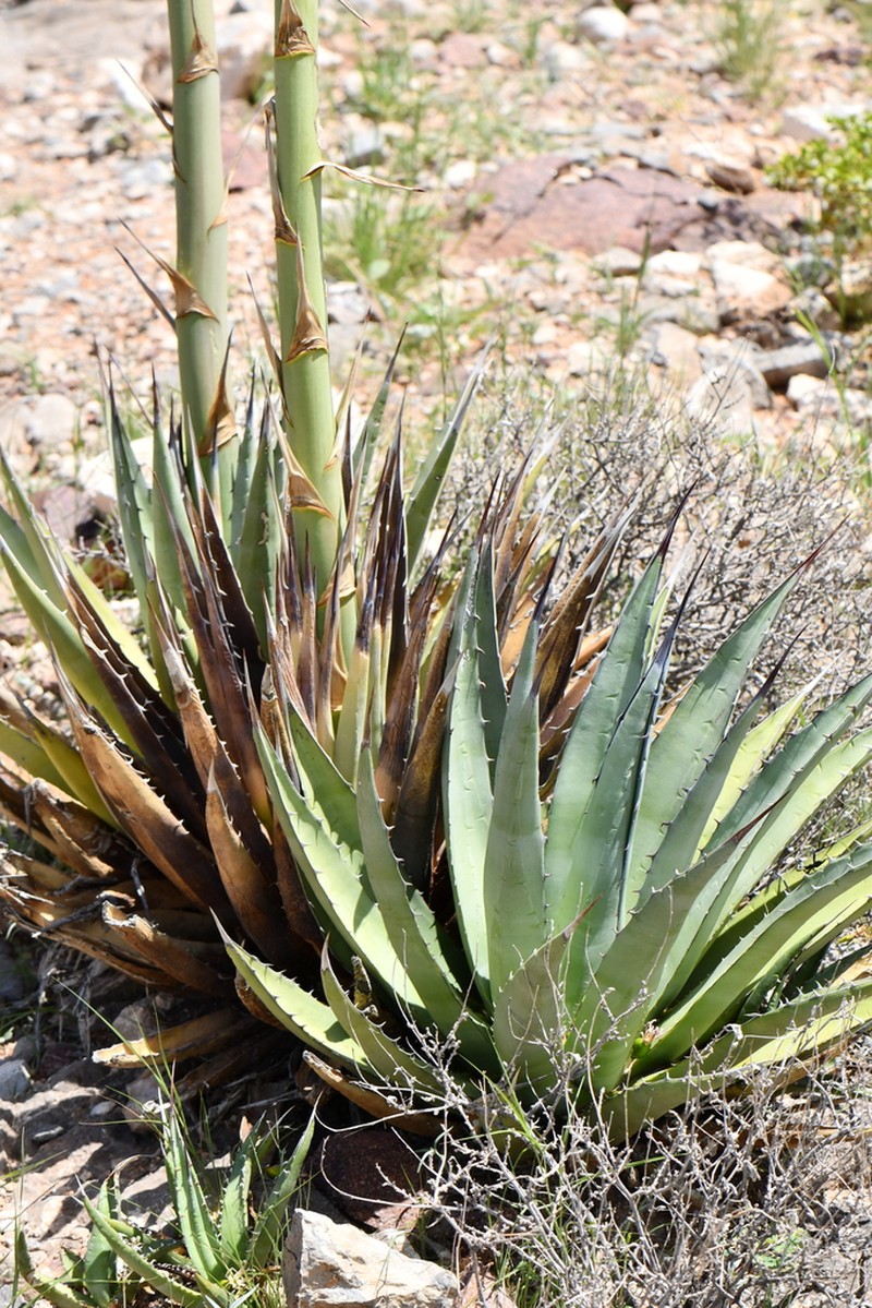 Slimfoot Century Plant photo 7