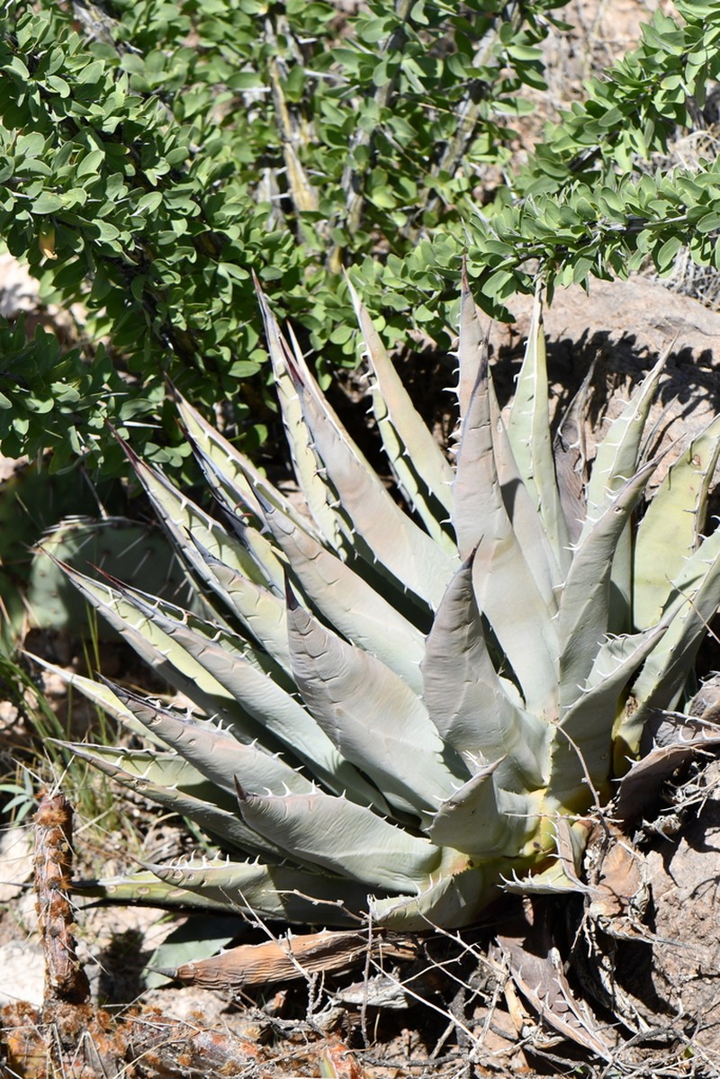 Slimfoot Century Plant photo 8