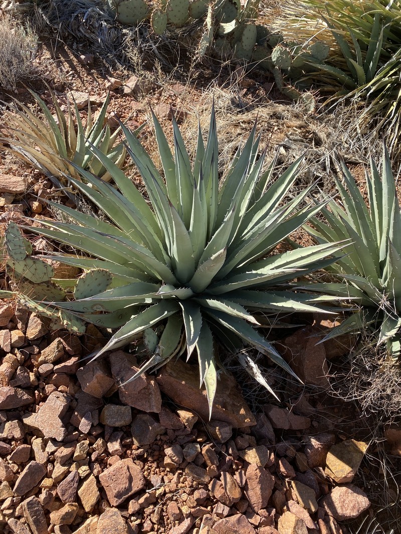 Slimfoot Century Plant