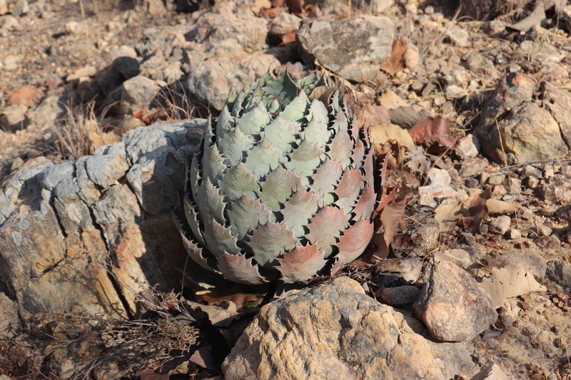 Agave guadalajarana photo 2