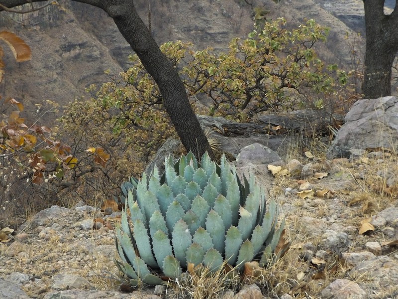 Agave guadalajarana photo 3