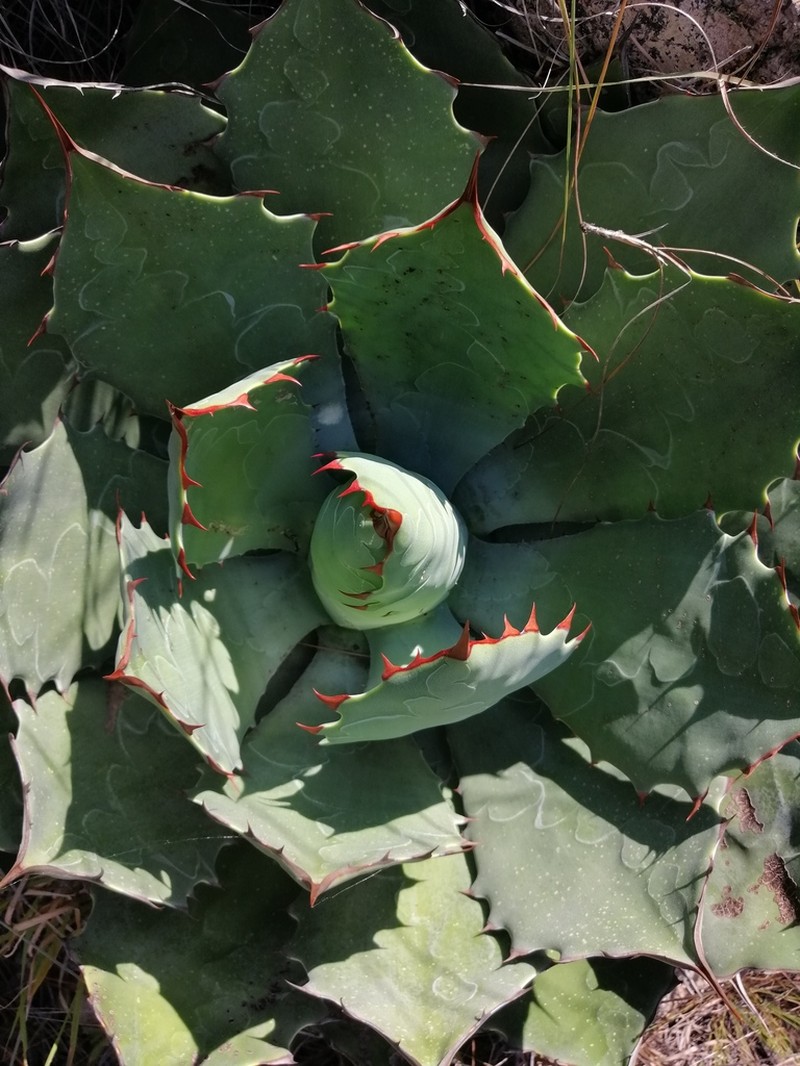 Agave guadalajarana photo 4