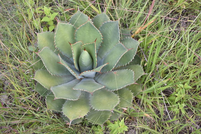 Agave guadalajarana photo 5
