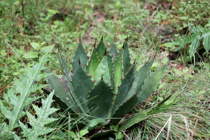 Agave guadalajarana photo 6