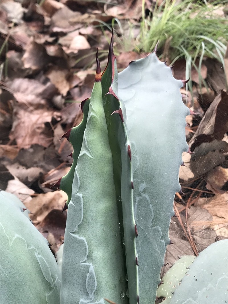 Agave guadalajarana photo 7