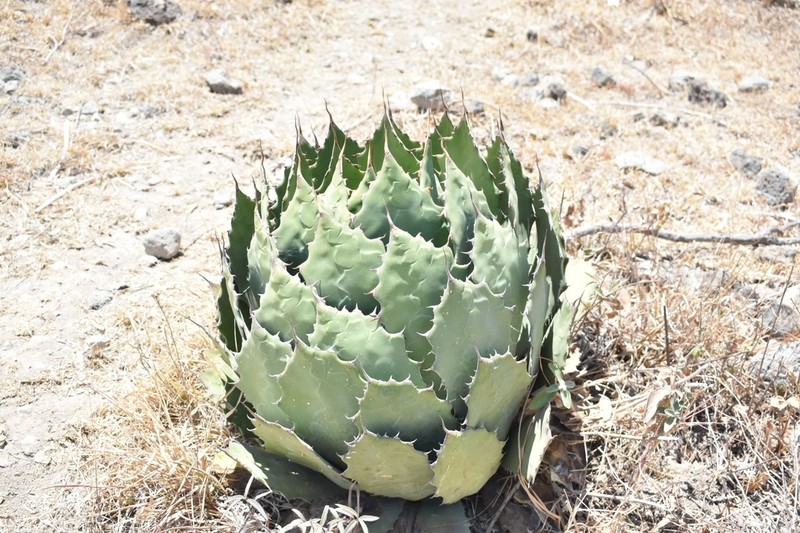 Agave guadalajarana photo 8