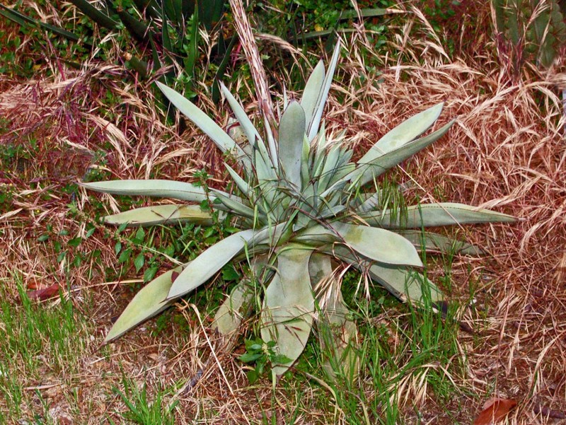 Agave guiengola