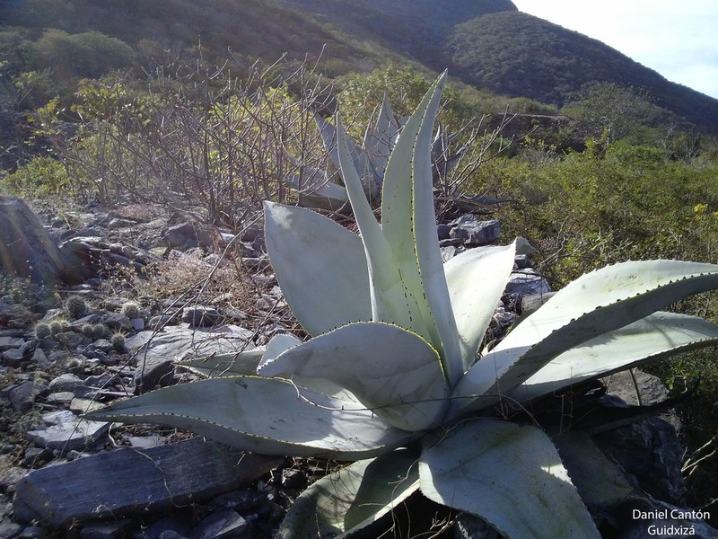 Agave guiengola photo 2