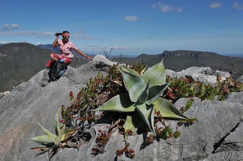 Agave guiengola photo 3