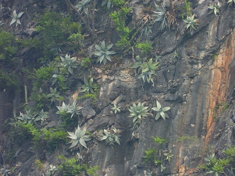 Agave guiengola photo 4