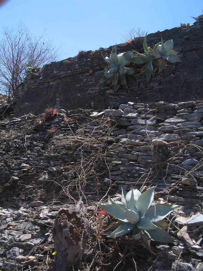 Agave guiengola photo 5