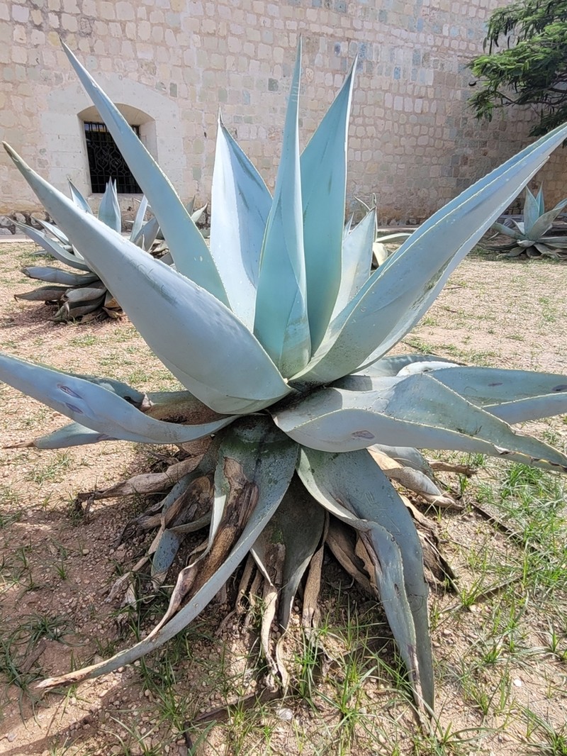 Agave guiengola photo 6