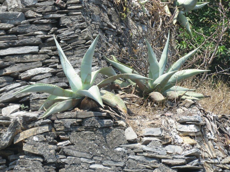 Agave guiengola photo 7