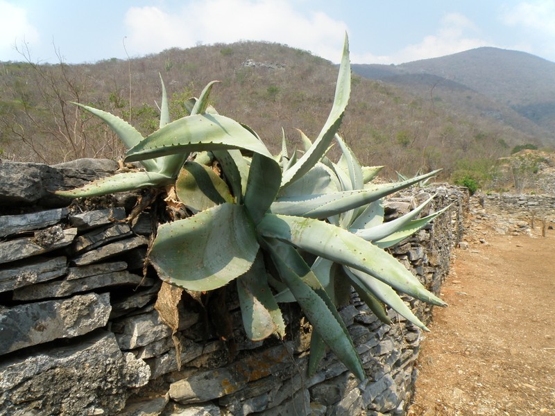 Agave guiengola photo 8