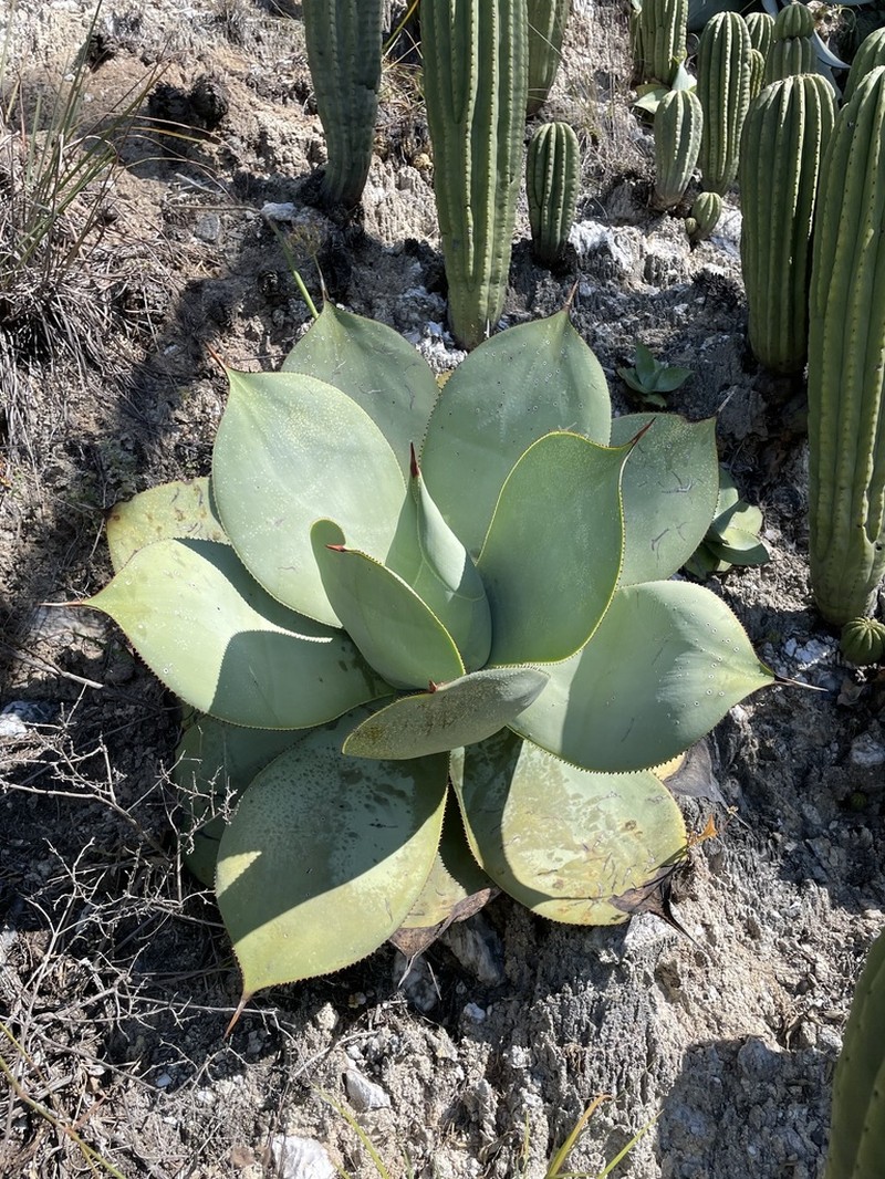 Agave gypsicola photo 2